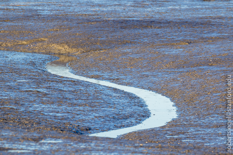 palo alto baylands